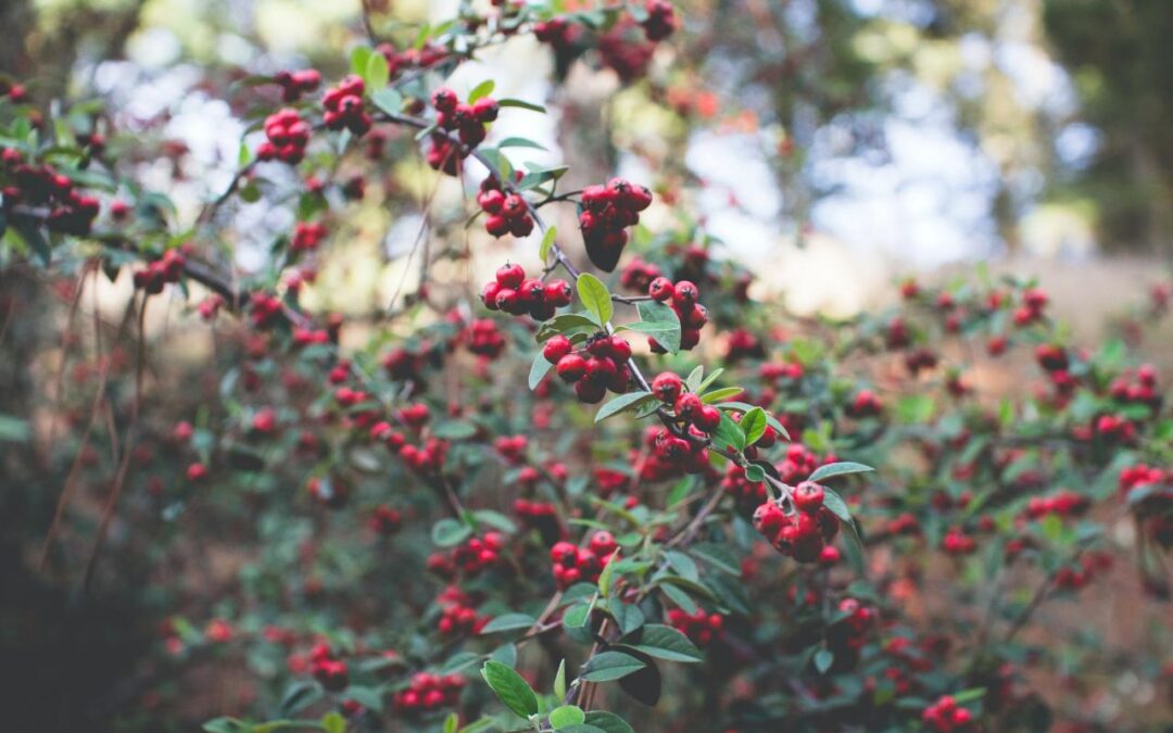 How Ancient Food Forests Can Help Feed The WorldÂ